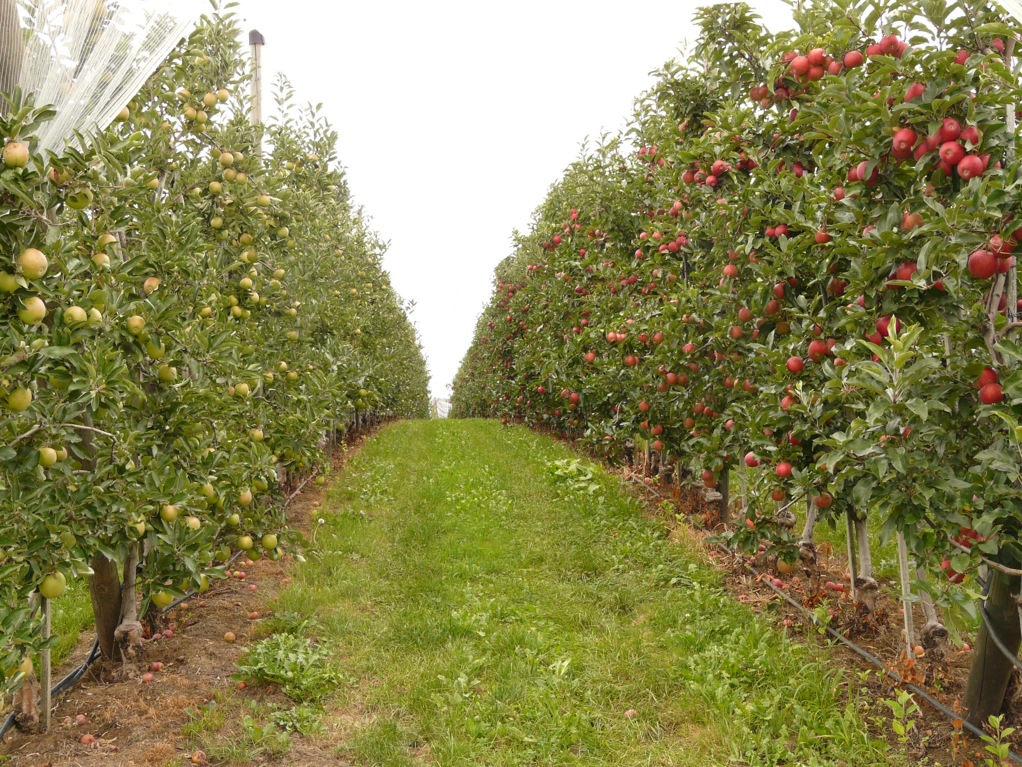 Плодовые насаждения. Яблочные плантации Бахмал. Яблоня сады Молдавия. Яблоневый сад плодово ягодной. Плантации Свити.